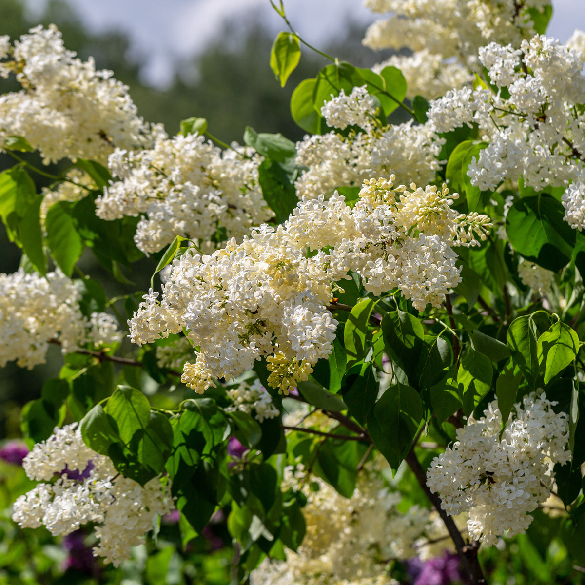 Flieder ‘Primrose’ - Syringa vulgaris Primrose - Willemse