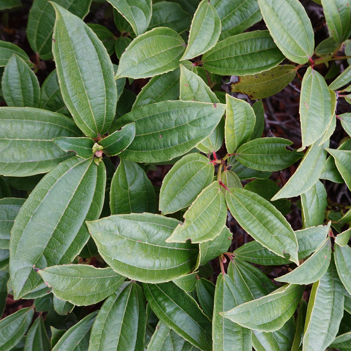 Kissen-Schneeball (immergrün) - Viburnum davidii - Willemse