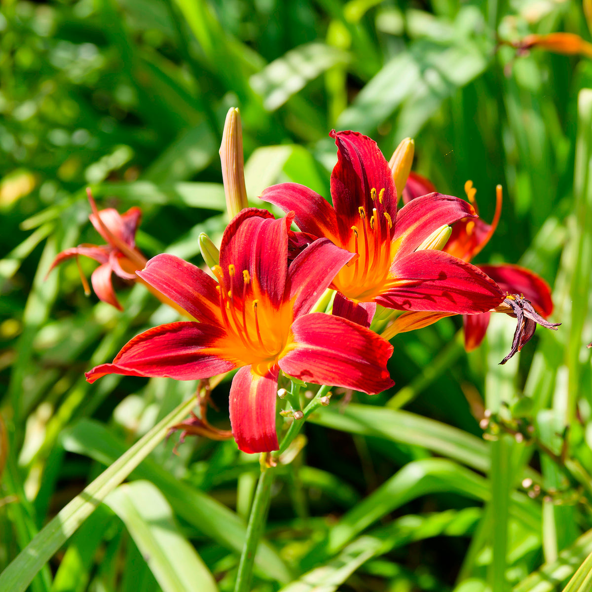 Taglilien ‘Crimson Pirate’ (x3) - Willemse