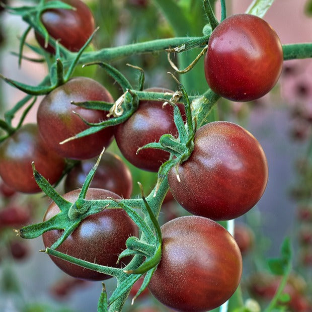 Sammlung von Kirschtomaten