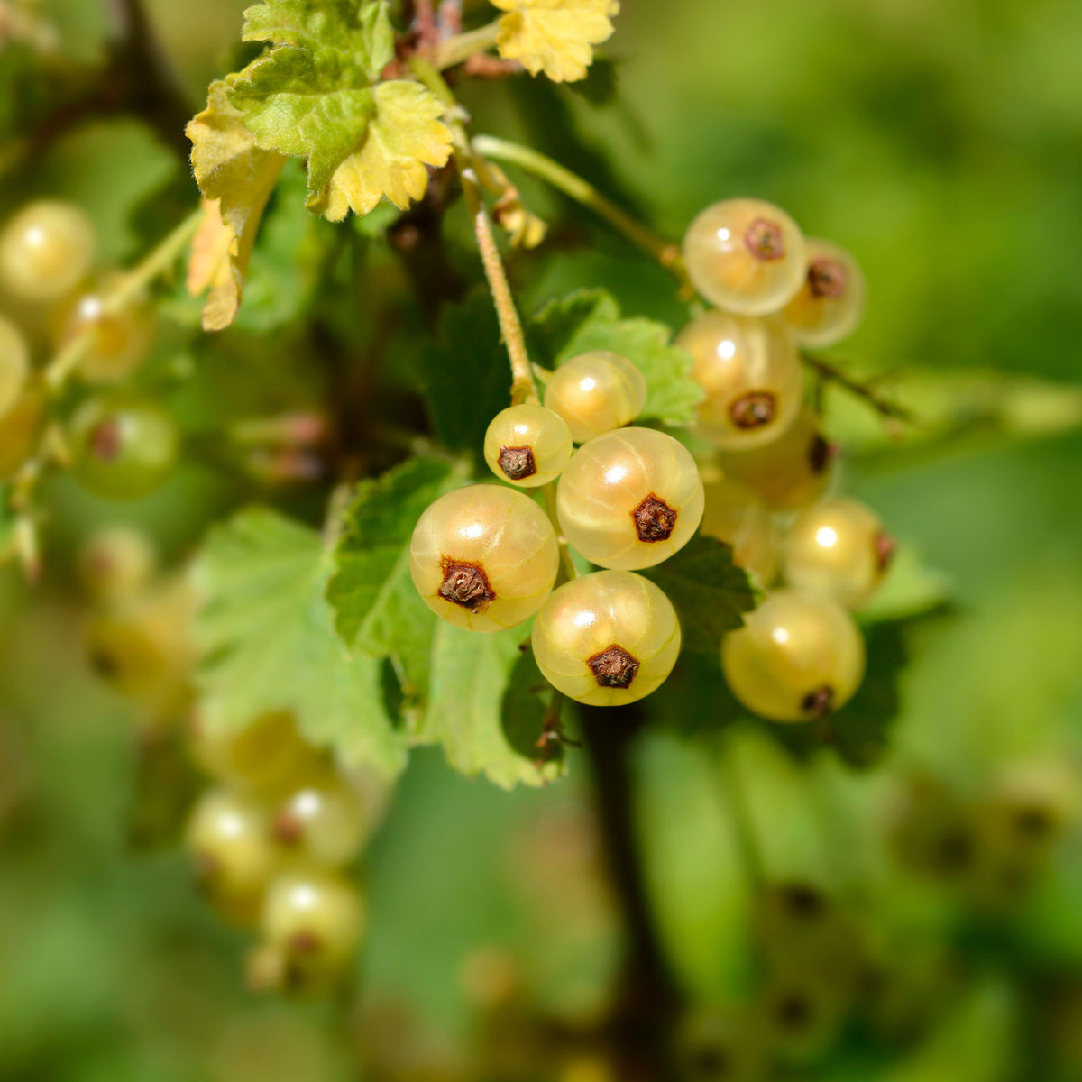Johannisbeere Blanka (x2) - Ribes rubrum Blanka - Willemse