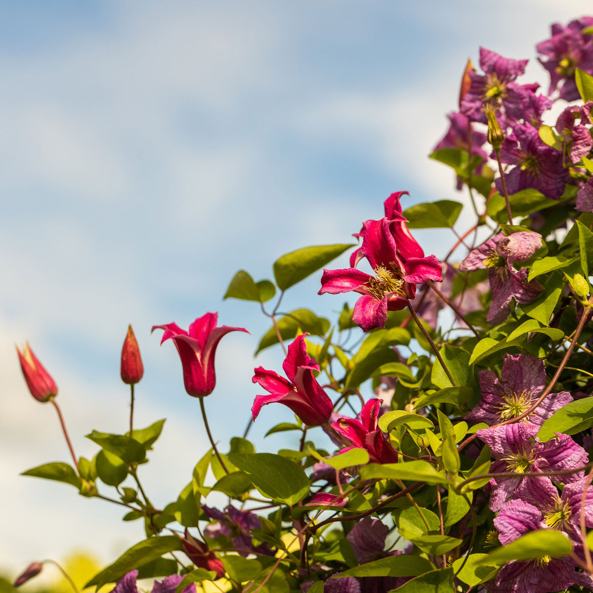Waldrebe Lady Diana ® - Clematis texensis Princess Diana ® - Willemse