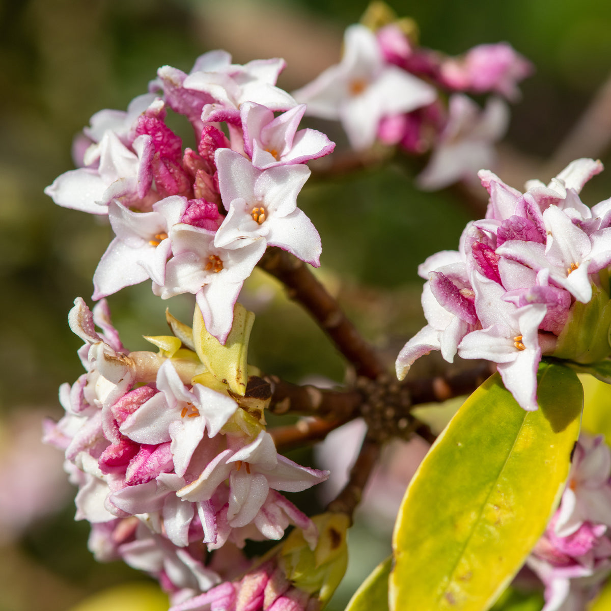 Daphne x odora x bholua perfume princess ® - Seidelbast ‘Perfume Princess’® - Blühende Sträucher