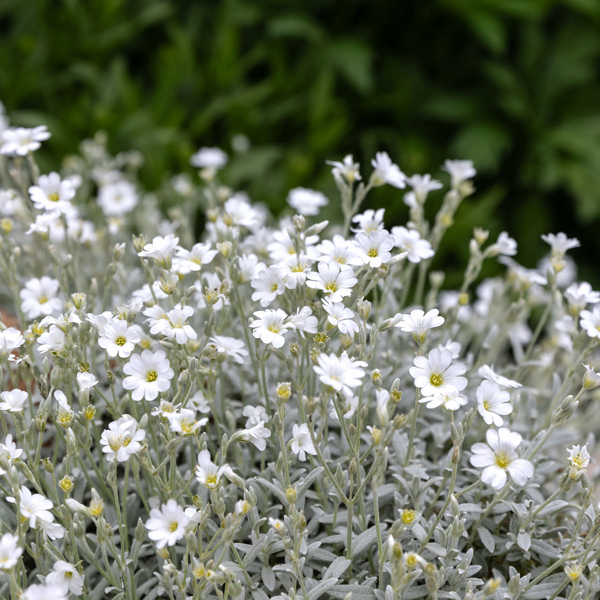 Verkauf Filziges Hornkraut (x3) - Cerastium tomentosum