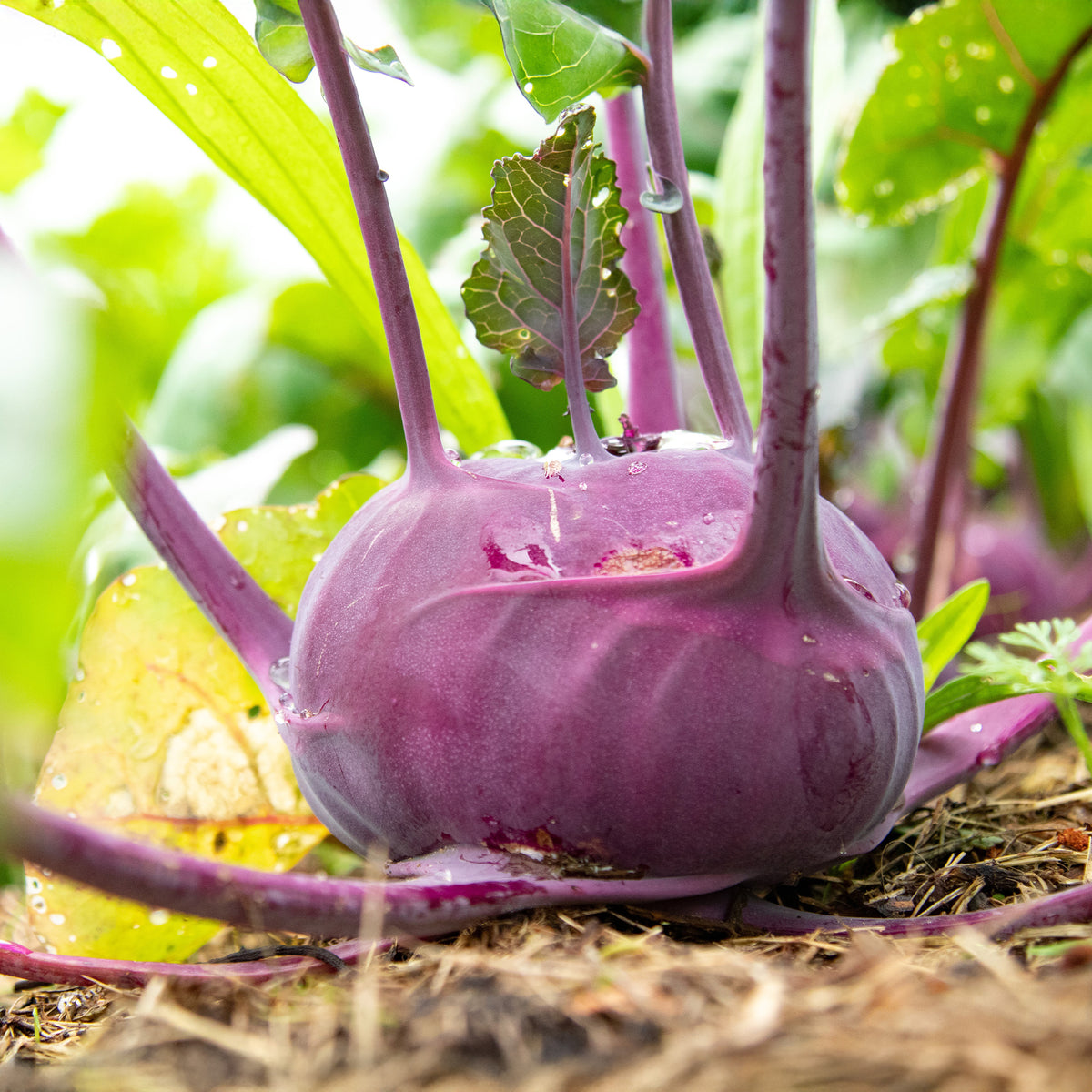 Kohlrabi violett ‘Blaro’ Bio - Willemse