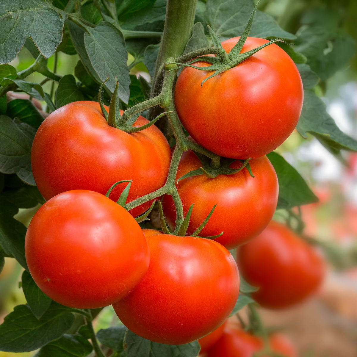 Tomate ‘Bonset’ F1 - Willemse
