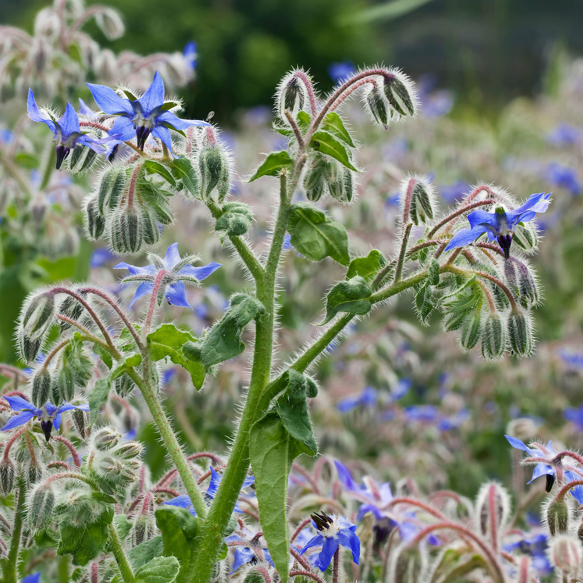 Borretsch Blau Bio - Willemse