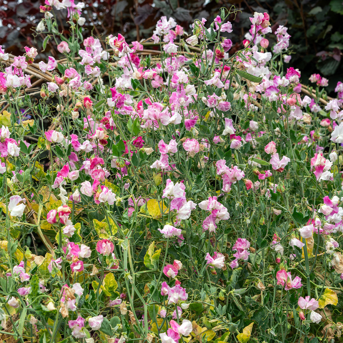 Duftwicke ‘Painted Lady 1937’ - Lathyrus odoratus grandiflorus painted lady 1937 - Willemse