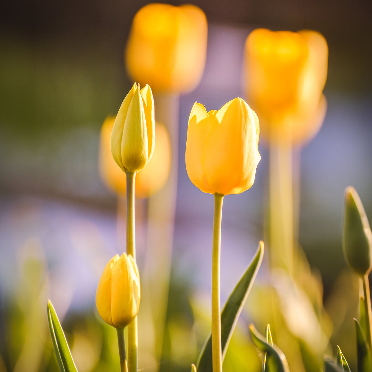 Langstielige Tulpe gelb (x5) - Willemse