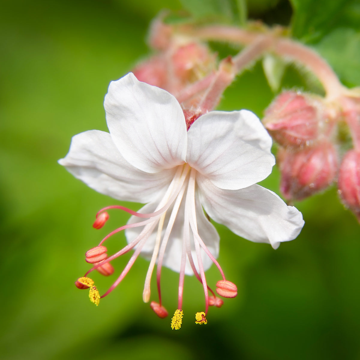Geranien - Garten-Storchschnabel Spessart - Geranium macrorrhizum Spessart