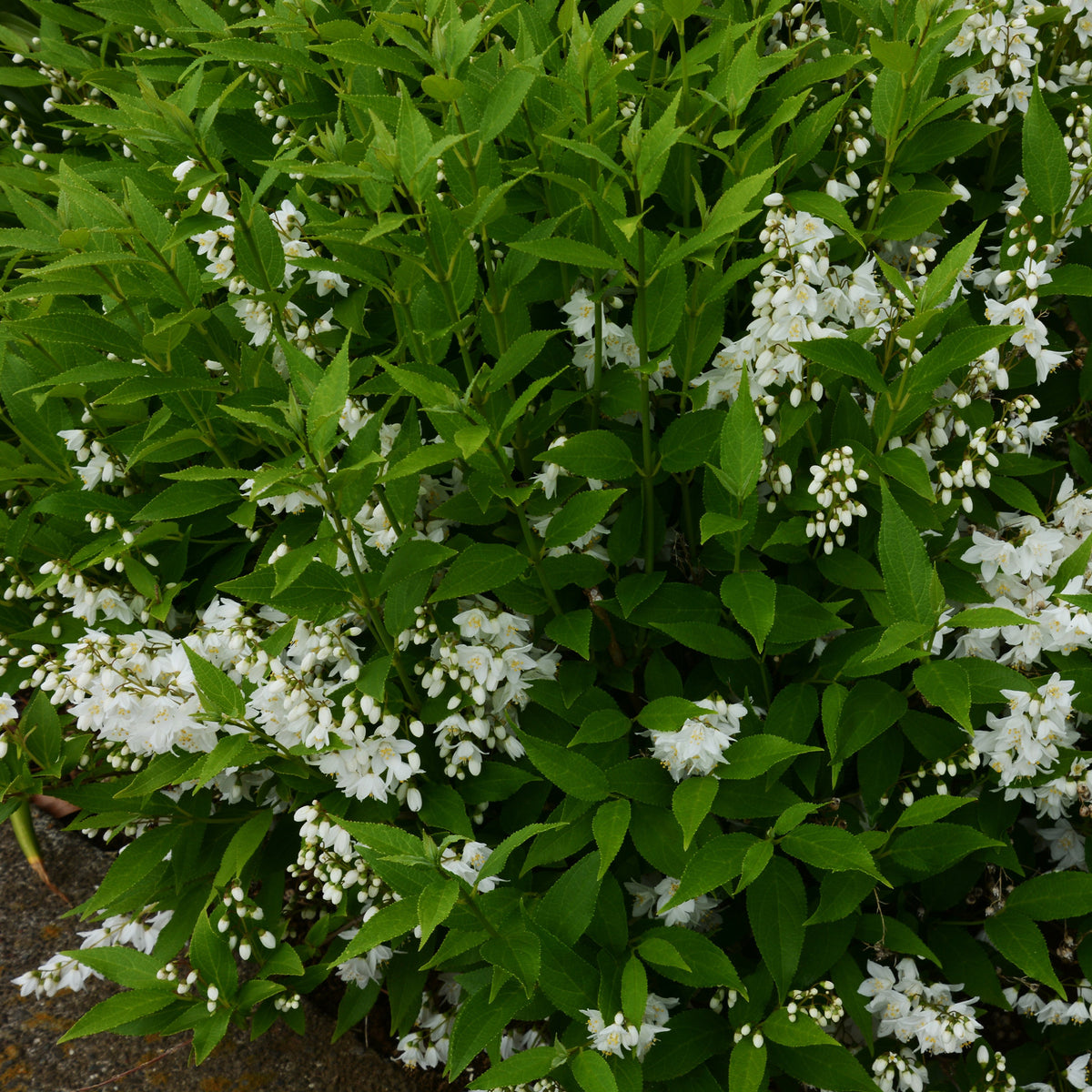 Sternchenstrauch - Deutzia pulchra - Willemse