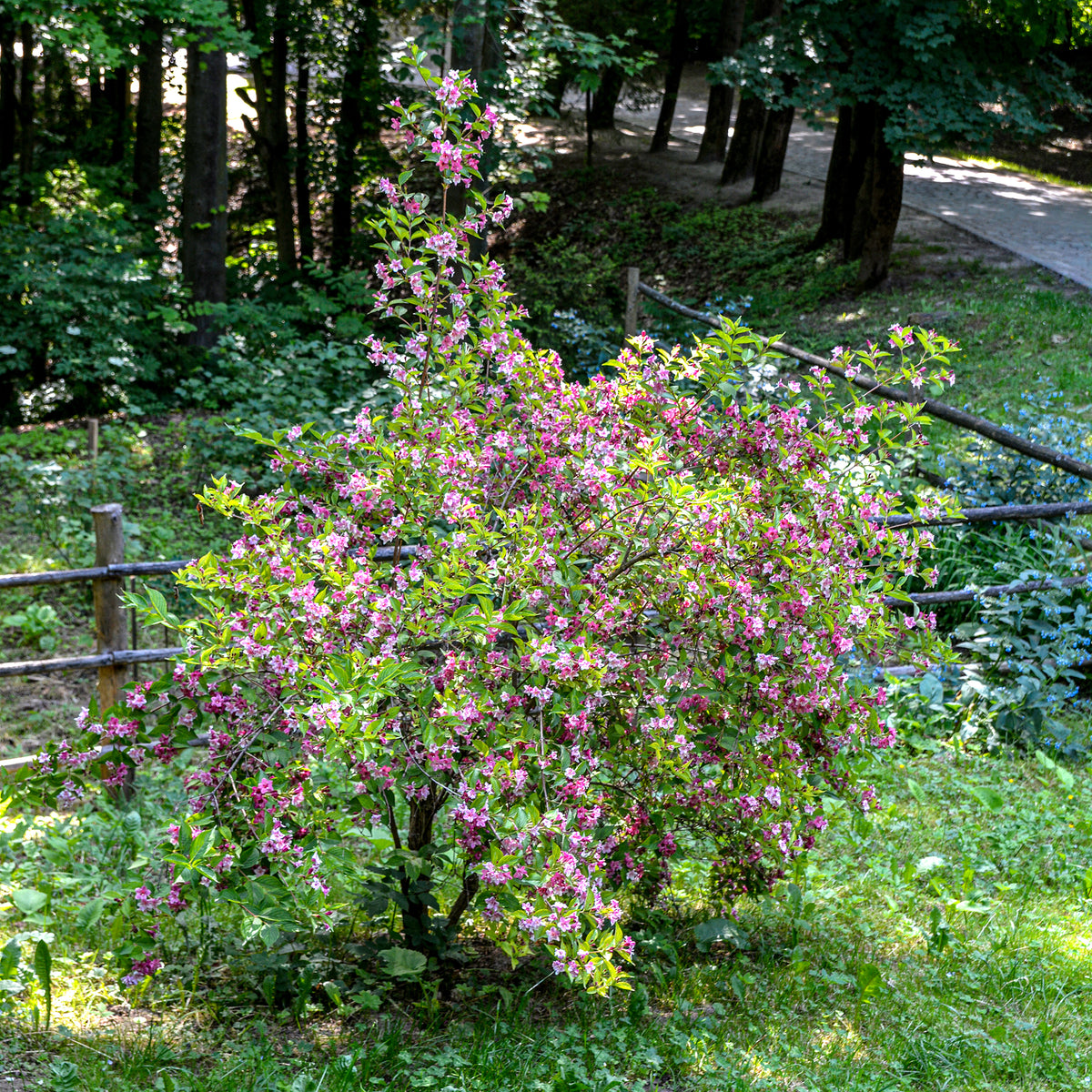 Weigelie ‘Pink Princess’ - Weigela pink princess - Willemse