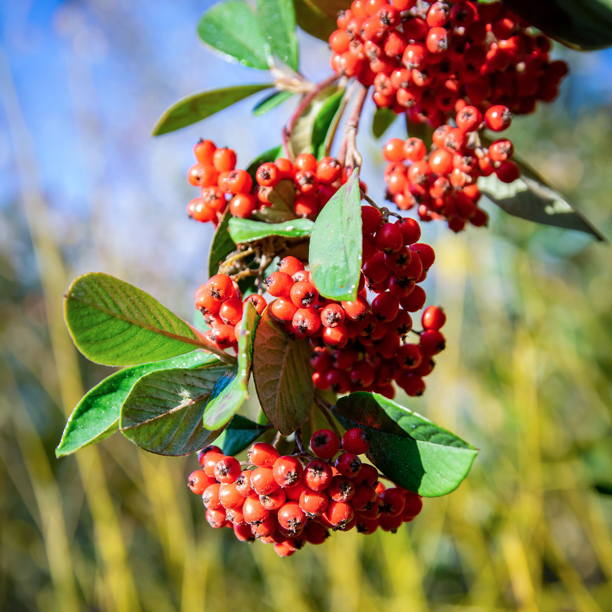 Verkauf Späte Zwergmispel - Cotoneaster lacteus