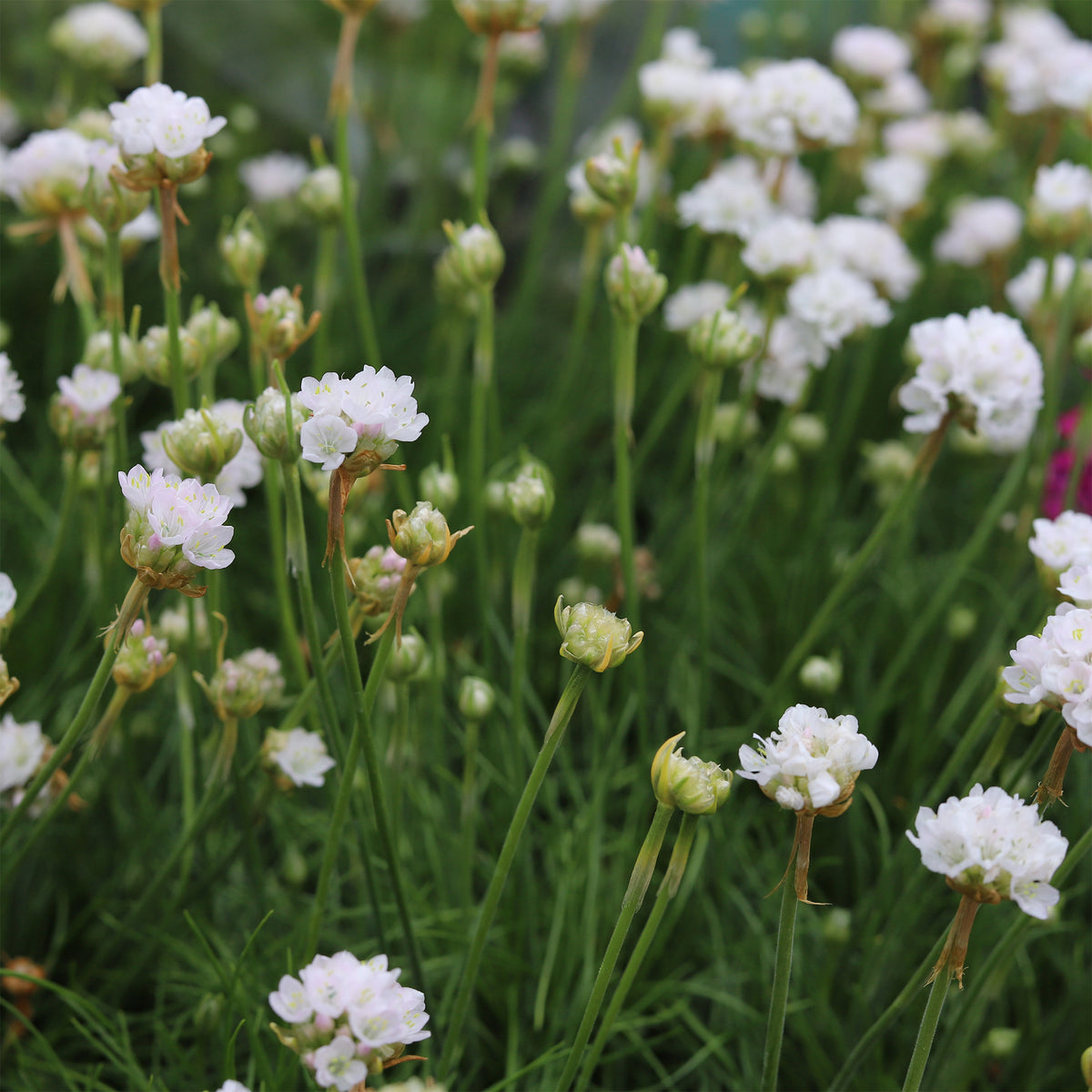 Grasnelke 'Alba' - Willemse