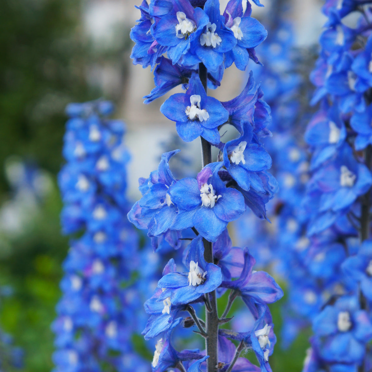 Rittersporn ‘Blue Bird’ - Willemse