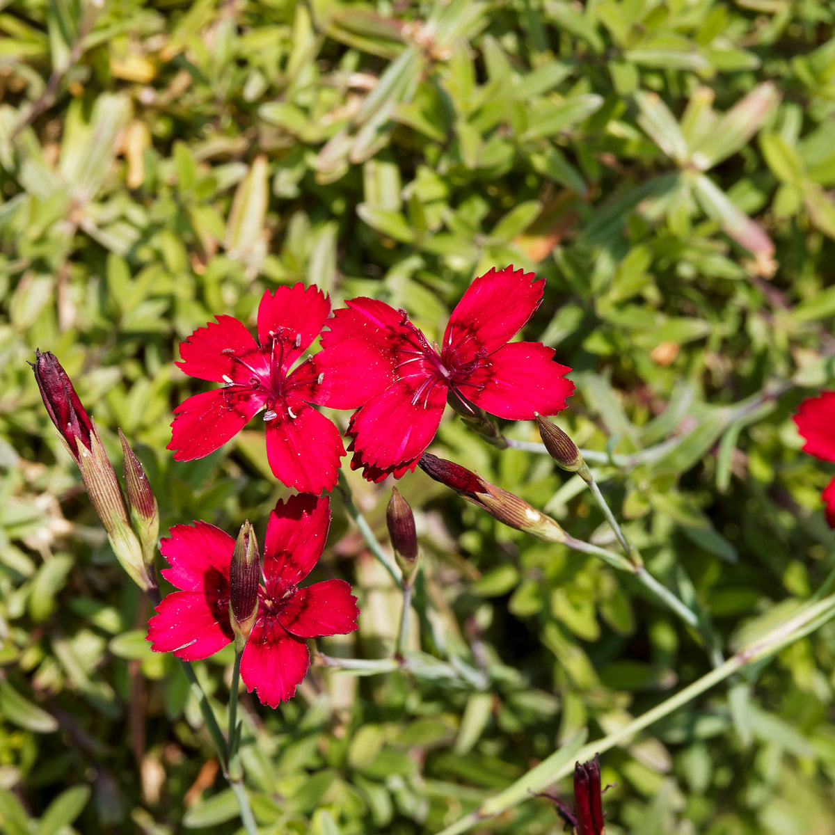 Heide-Nelke 'Flashing Light' - Willemse