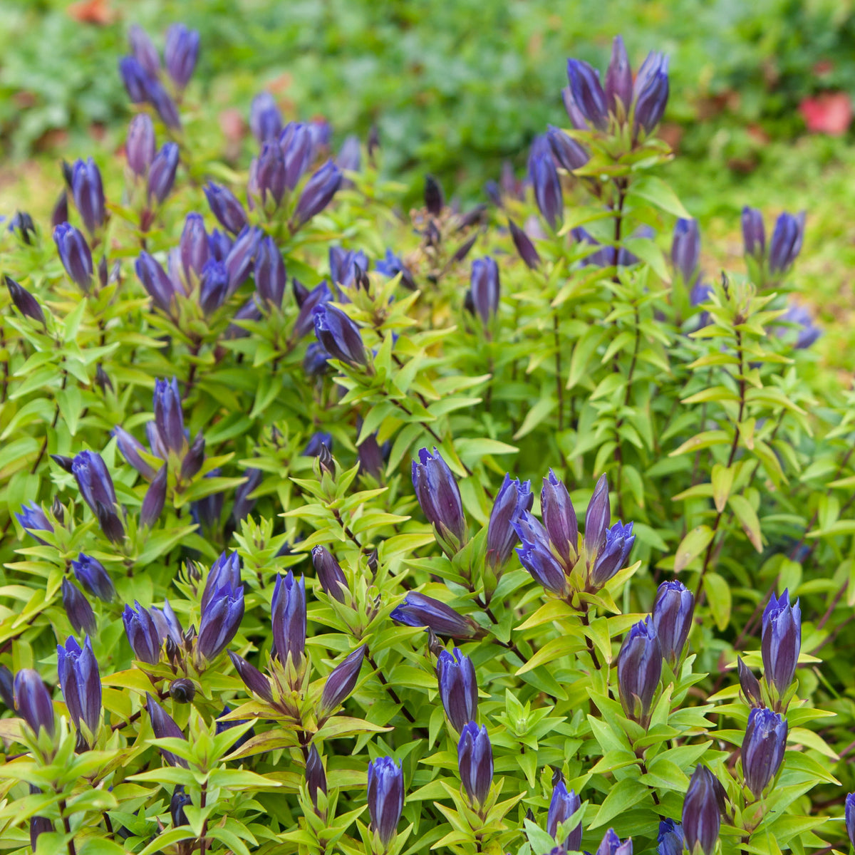 Sommer-Enzian - Gentiana septemfida - Willemse