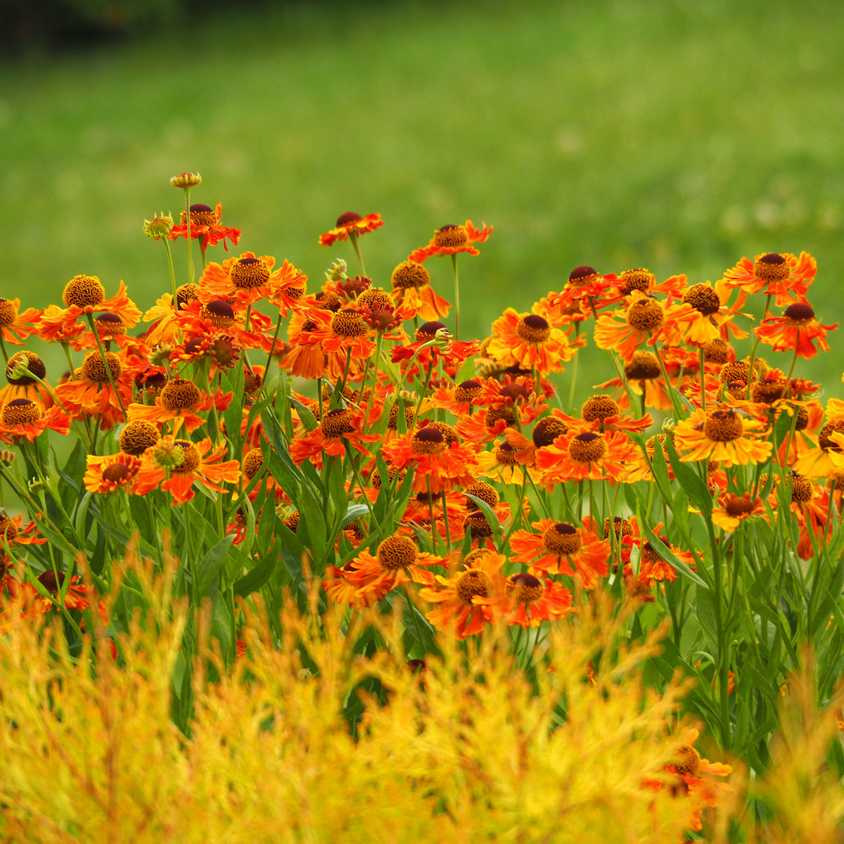 Sonnenbraut 'Waltraut' - Willemse
