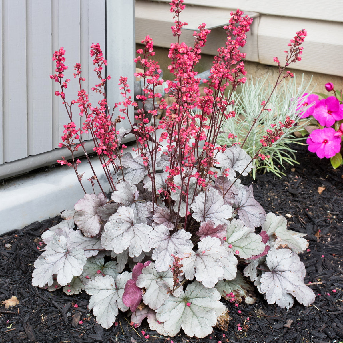 Purpurglöckchen 'Silver Gumdrop' - Heuchera silver gumdrop ( dolce series ) - Willemse