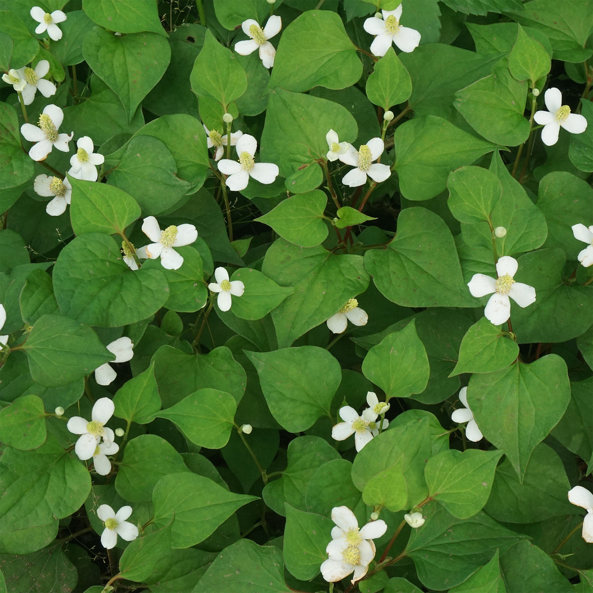 Chinesischer Eidechsenschwanz - Houttuynia cordata - Willemse