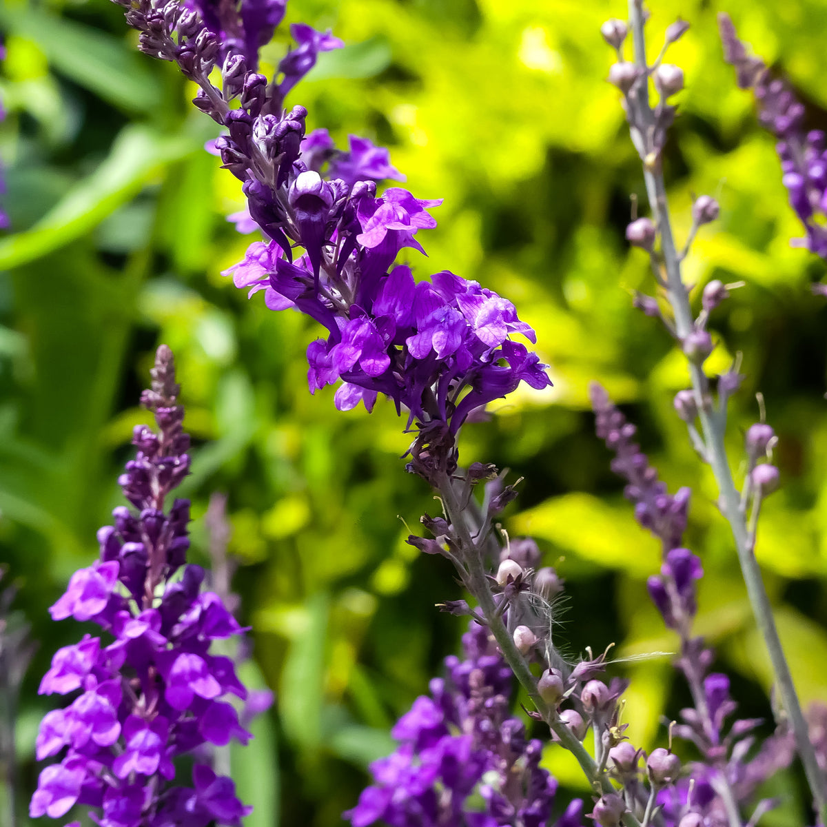 Purpurblütiges Leinkraut - Linaria purpurea - Willemse