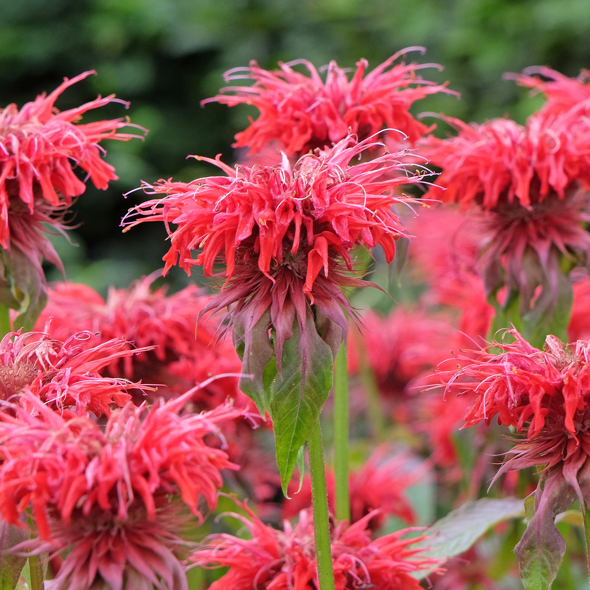 Indianernessel 'Cambridge Scarlet'