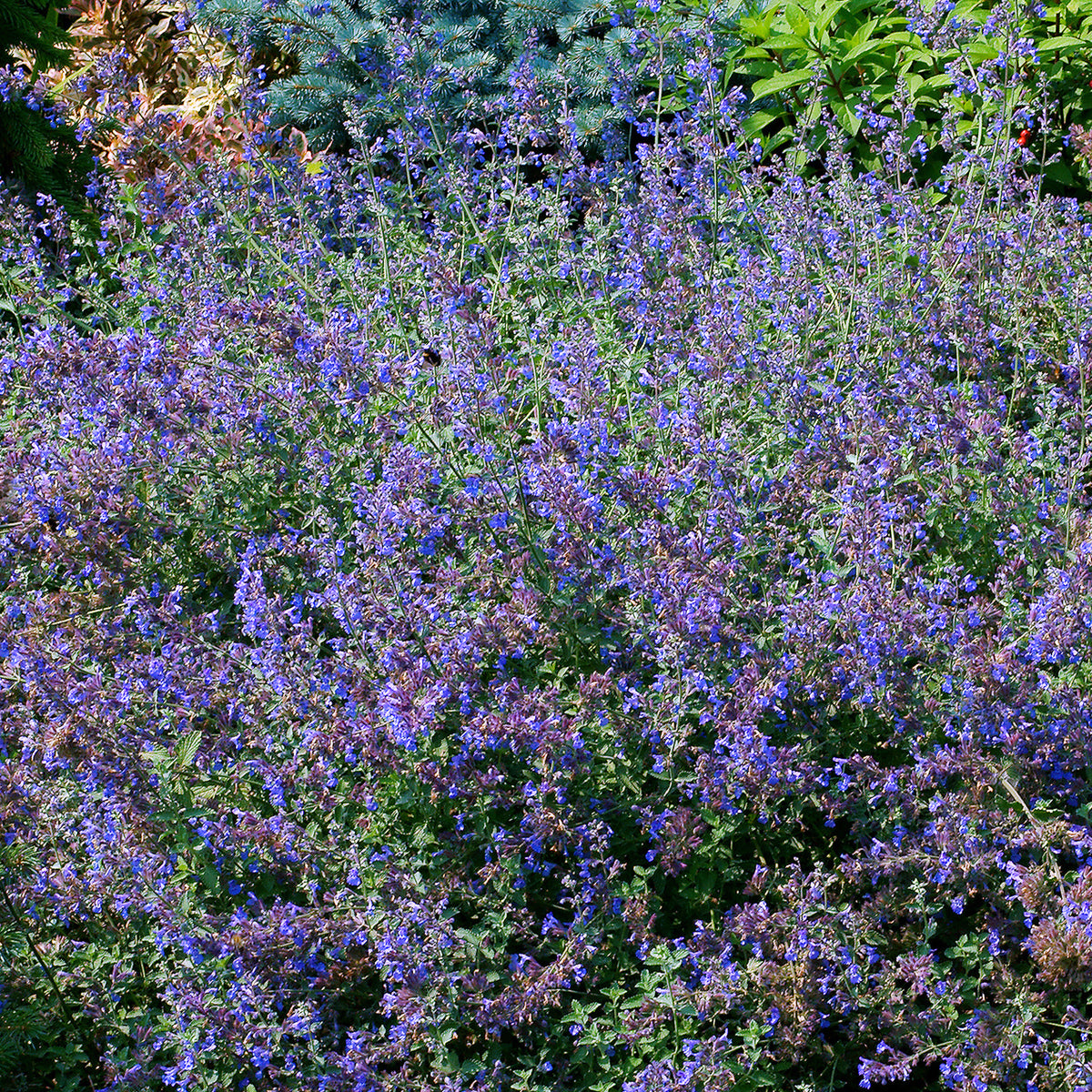 Blaue Katzenminze - Willemse