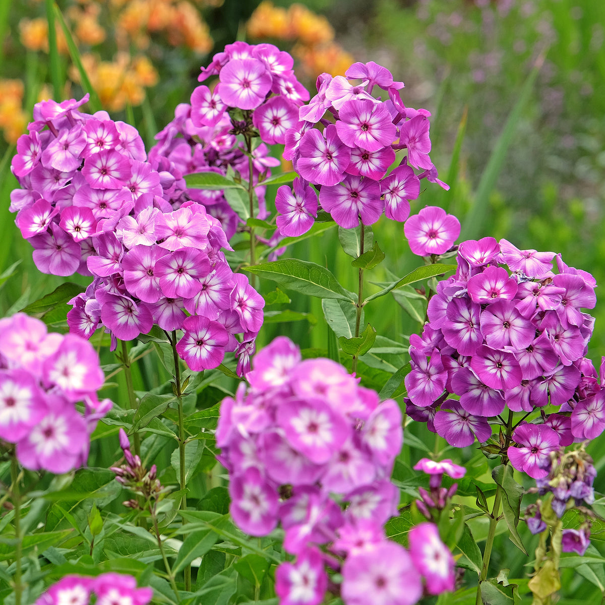 Hohe Flammenblume Uspech
