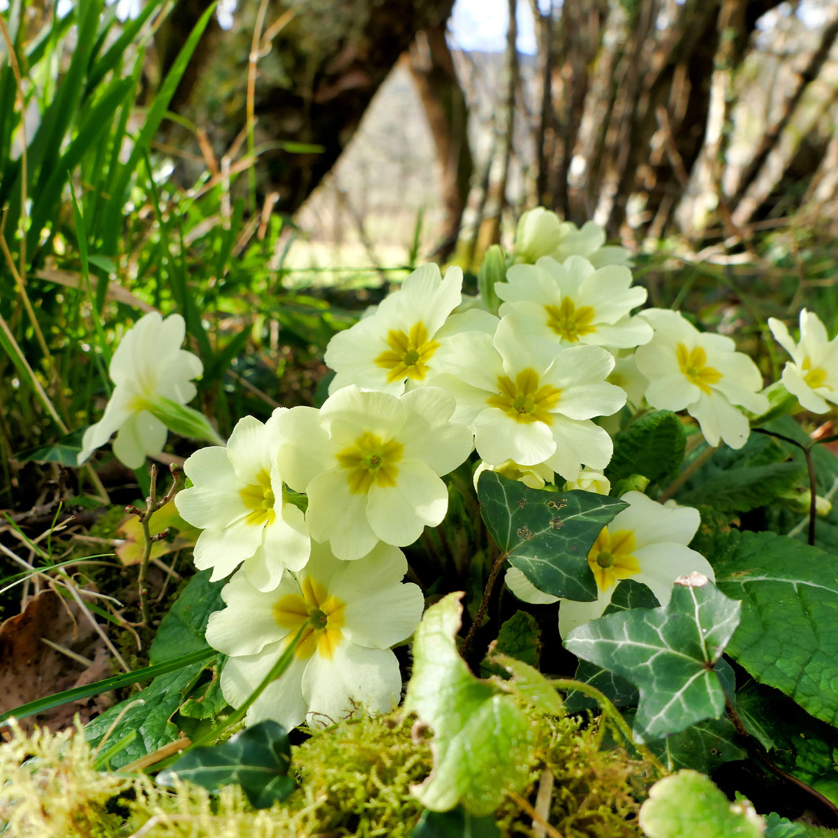 Gartenprimel - Willemse