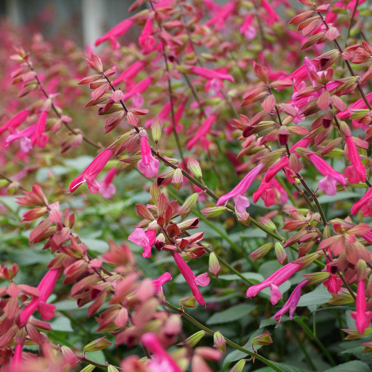 Salbei - Salbei Wendys Wish - Salvia Wendy's Wish