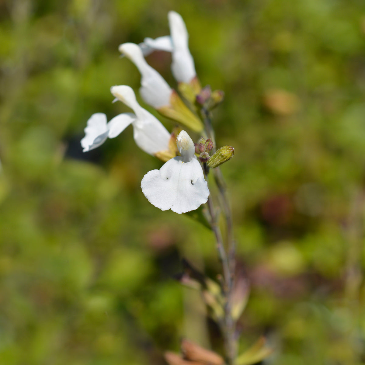 Strauch-Salbei Gletsjer - Salvia microphylla Gletsjer - Willemse