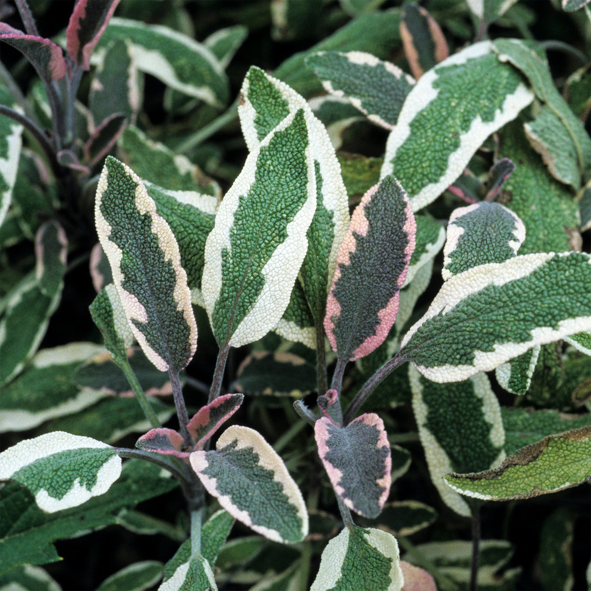 Dreifarbiger Garten-Salbei - Salvia officinalis tricolor - Willemse