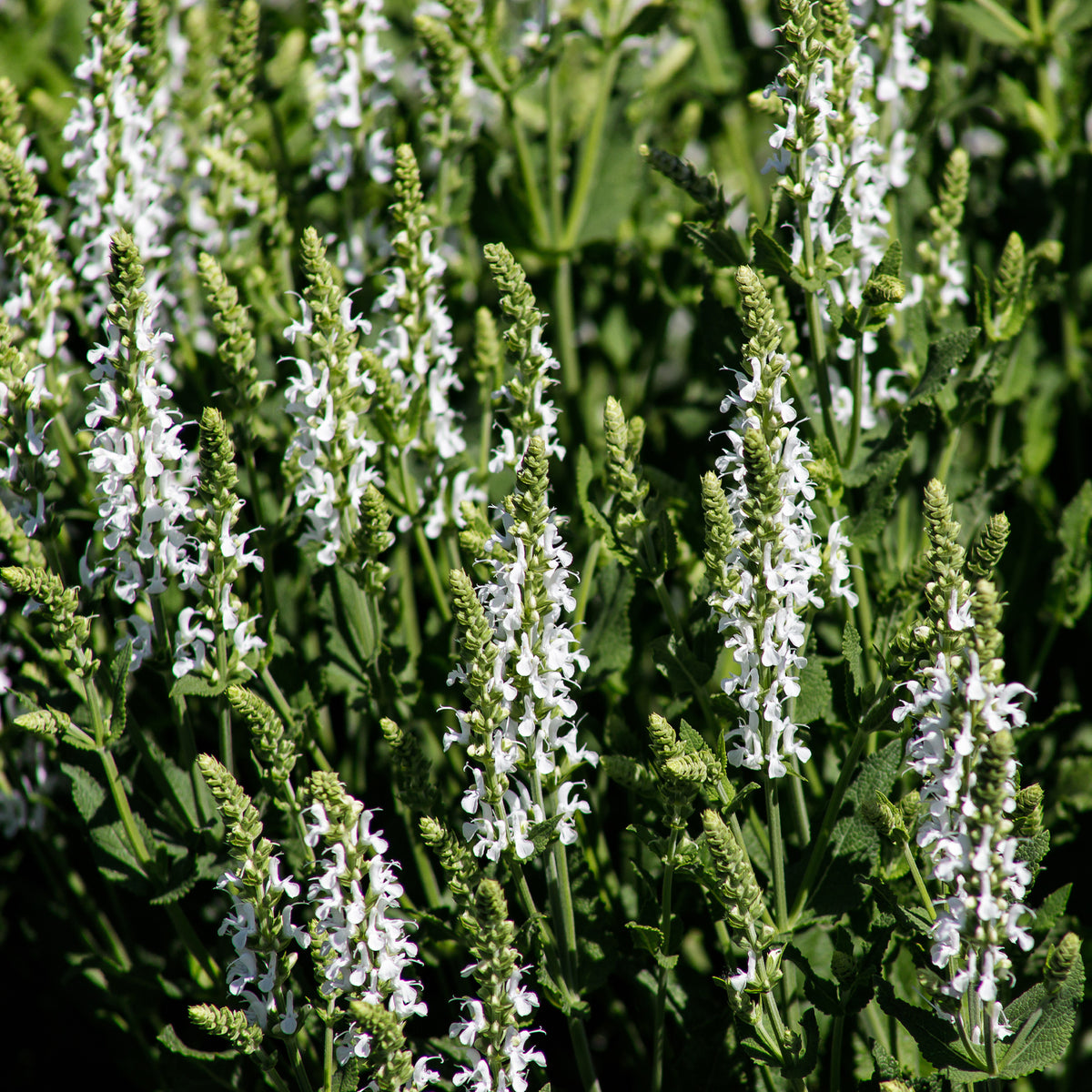 Wiesensalbei Swan Lake - Willemse