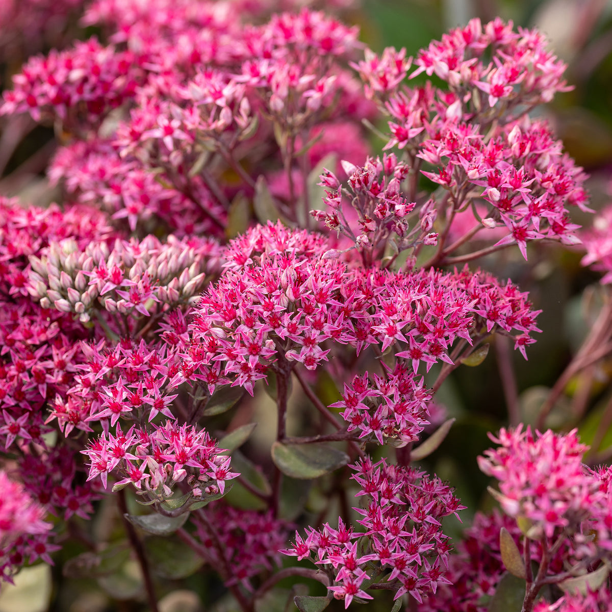 Fetthenne ‘Thunderhead’ - Sedum thunderhead - Willemse