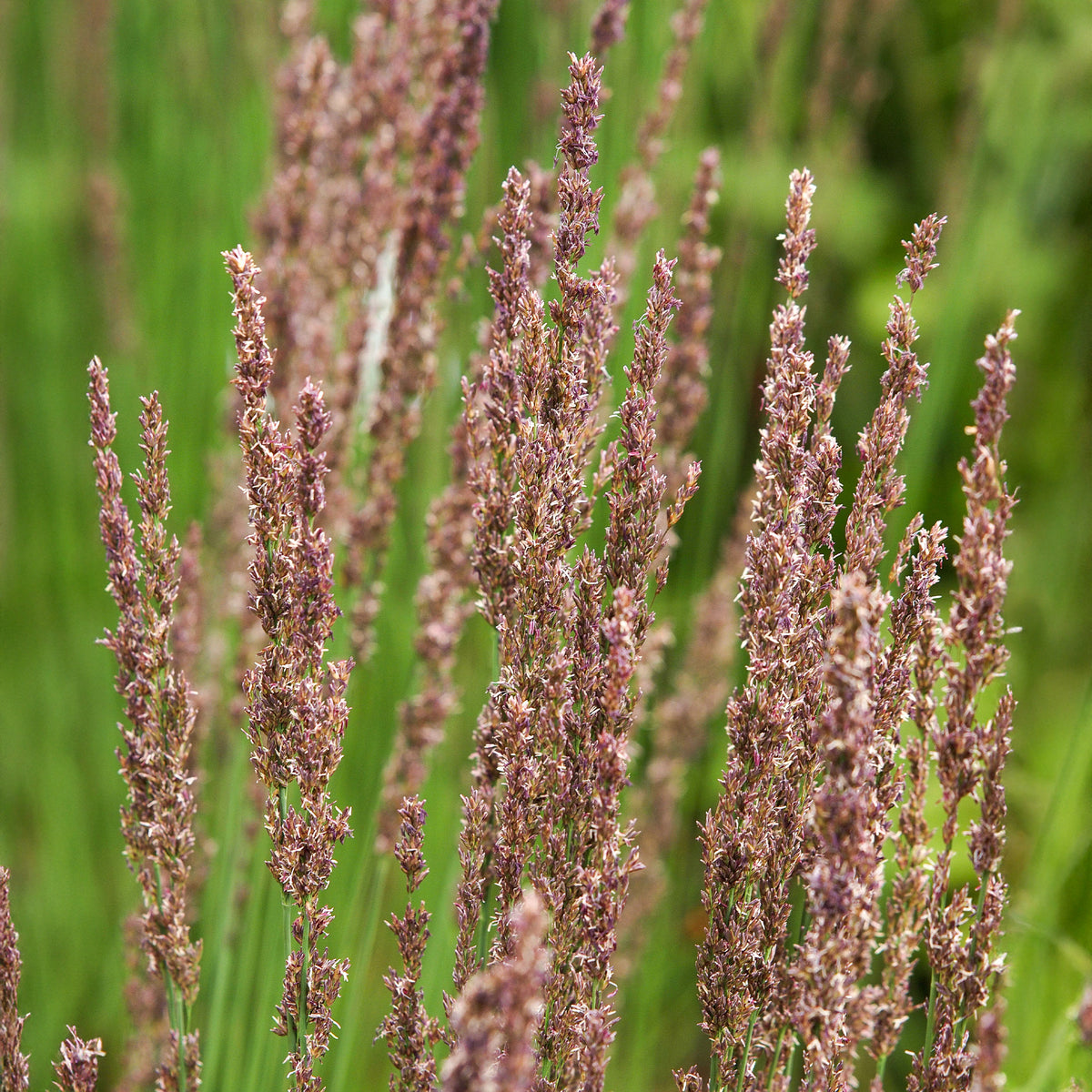 Blaues Pfeifengras Moorhexe - Willemse