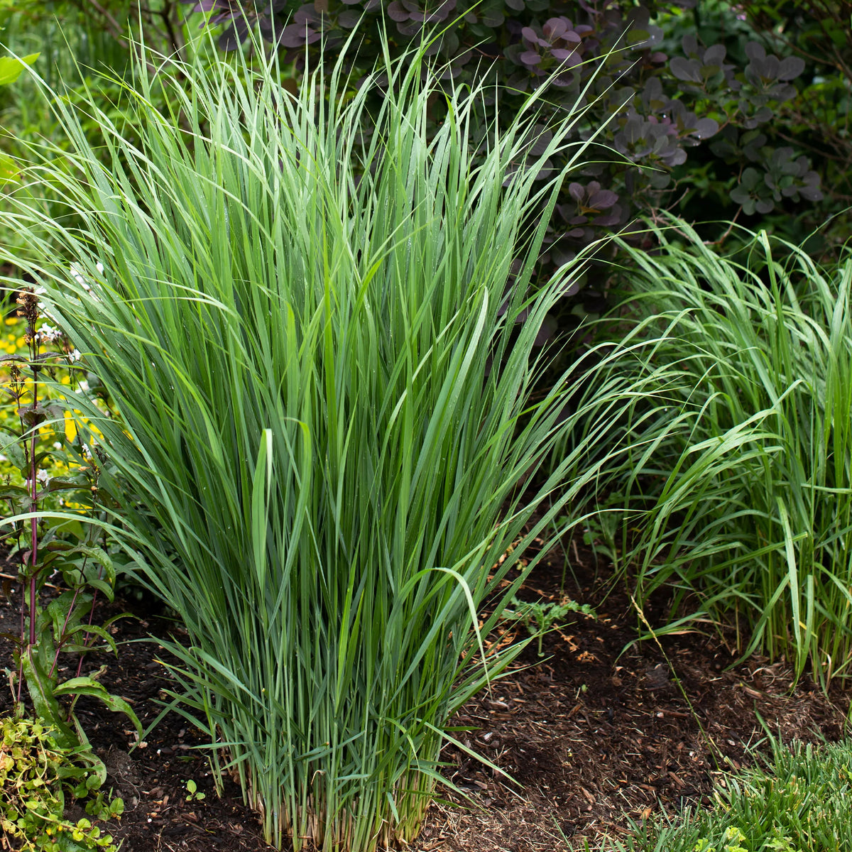 5 Stauden für eine Blumenwiese - Panicum virgatum,Sesleria autumnalis, Allium sphaerocephalon,Veronicastrum virginicum, Sanguisorba officinalis - Willemse