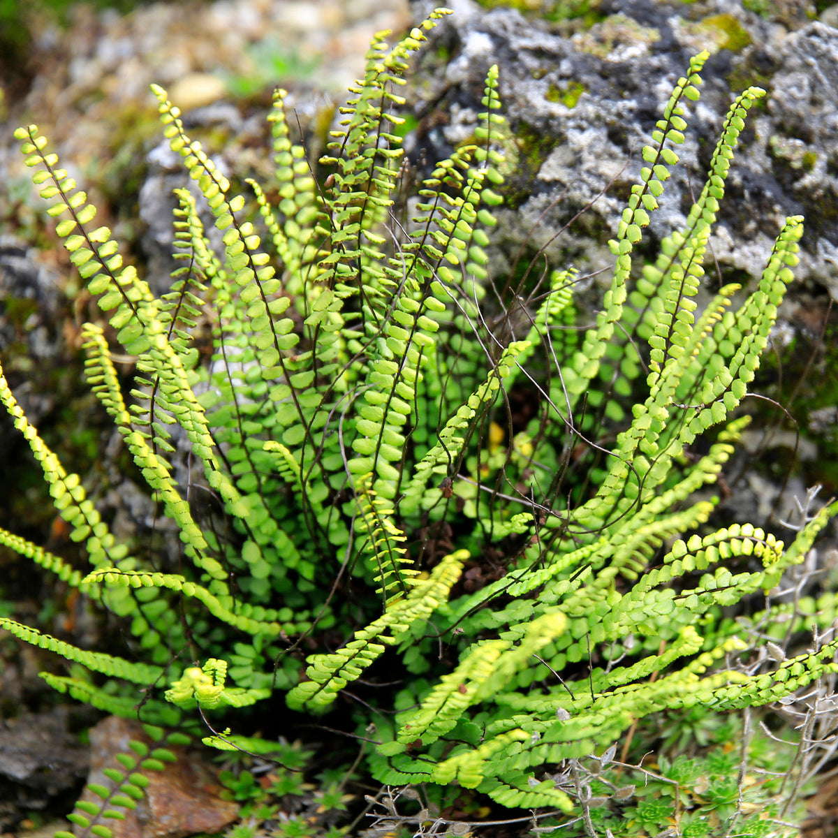 Braunstieliger Streifenfarn - Asplenium trichomanes - Willemse