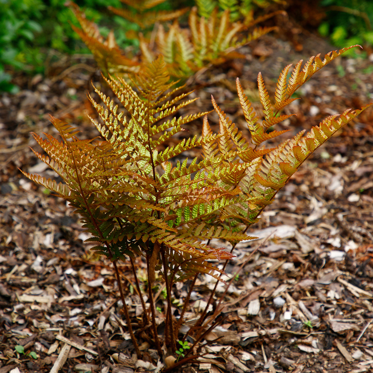 Roter Indusienfarn - Dryopteris erythrosora - Willemse
