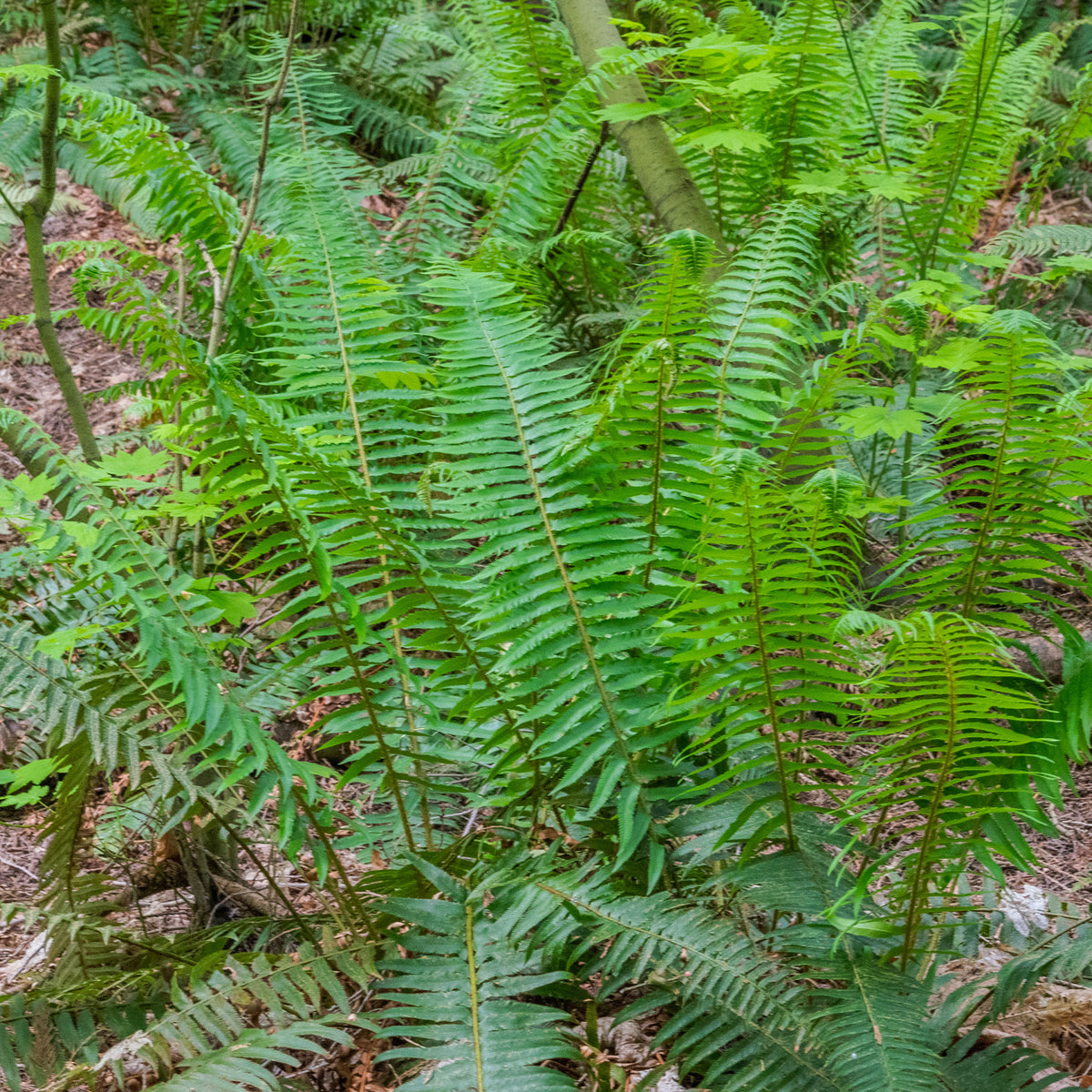 Westlicher Schwertfarn - Willemse