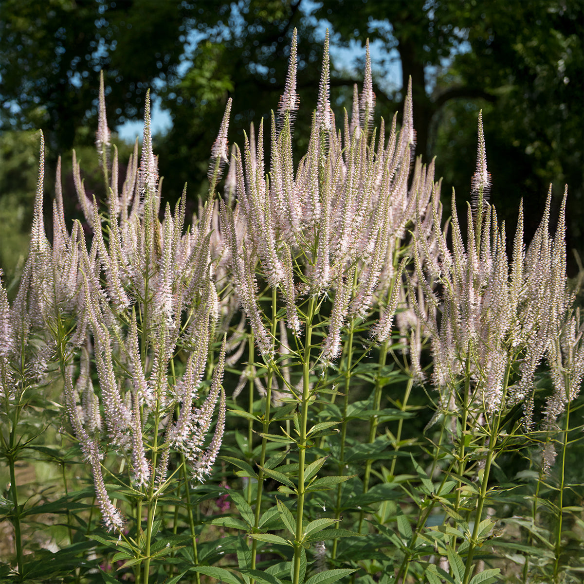 Virginischer Ehrenpreis ‘Roseum’ - Veronicastrum virginicum roseum - Willemse
