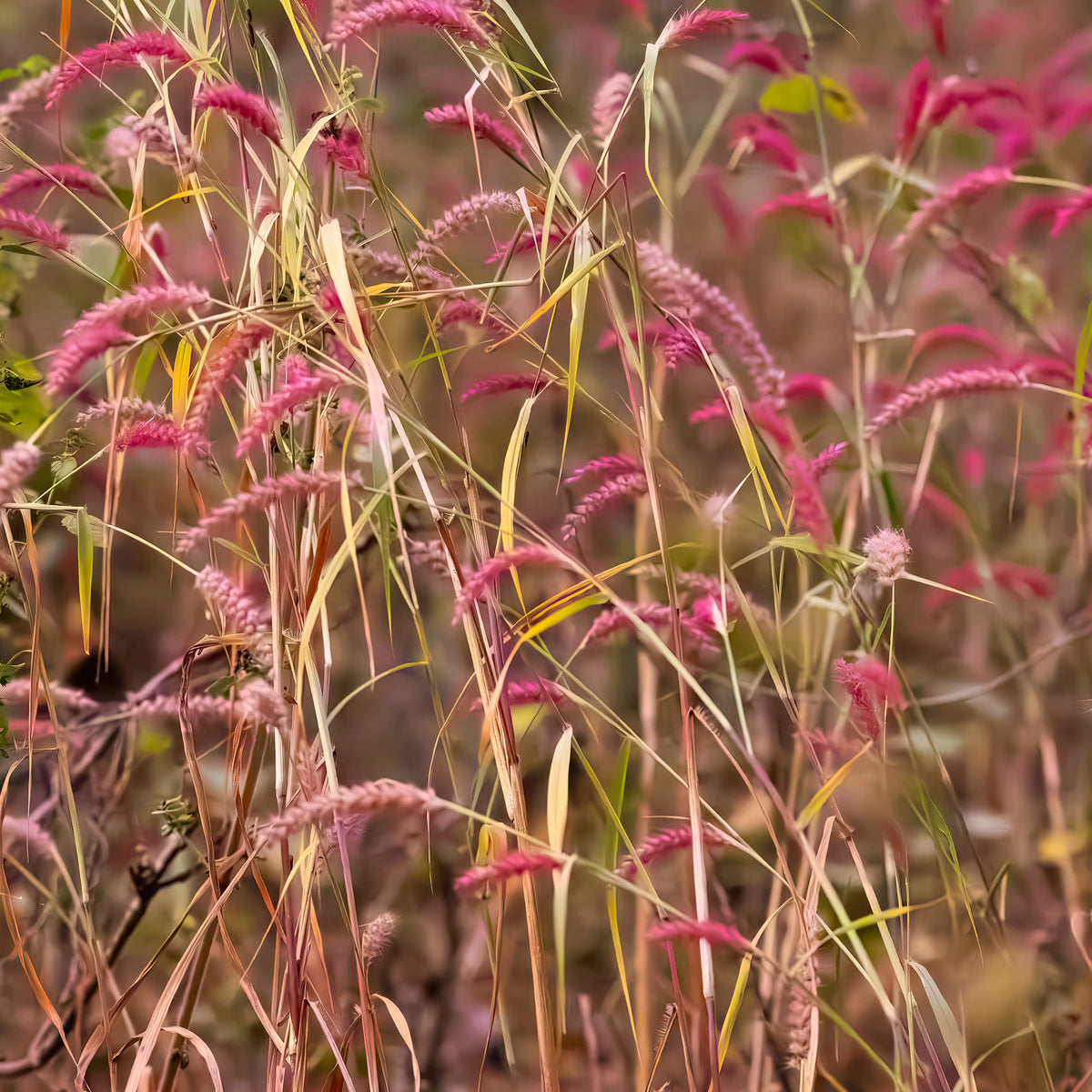 Rotbraune Rutenhirse - Panicum virgatum Rehbraun - Willemse