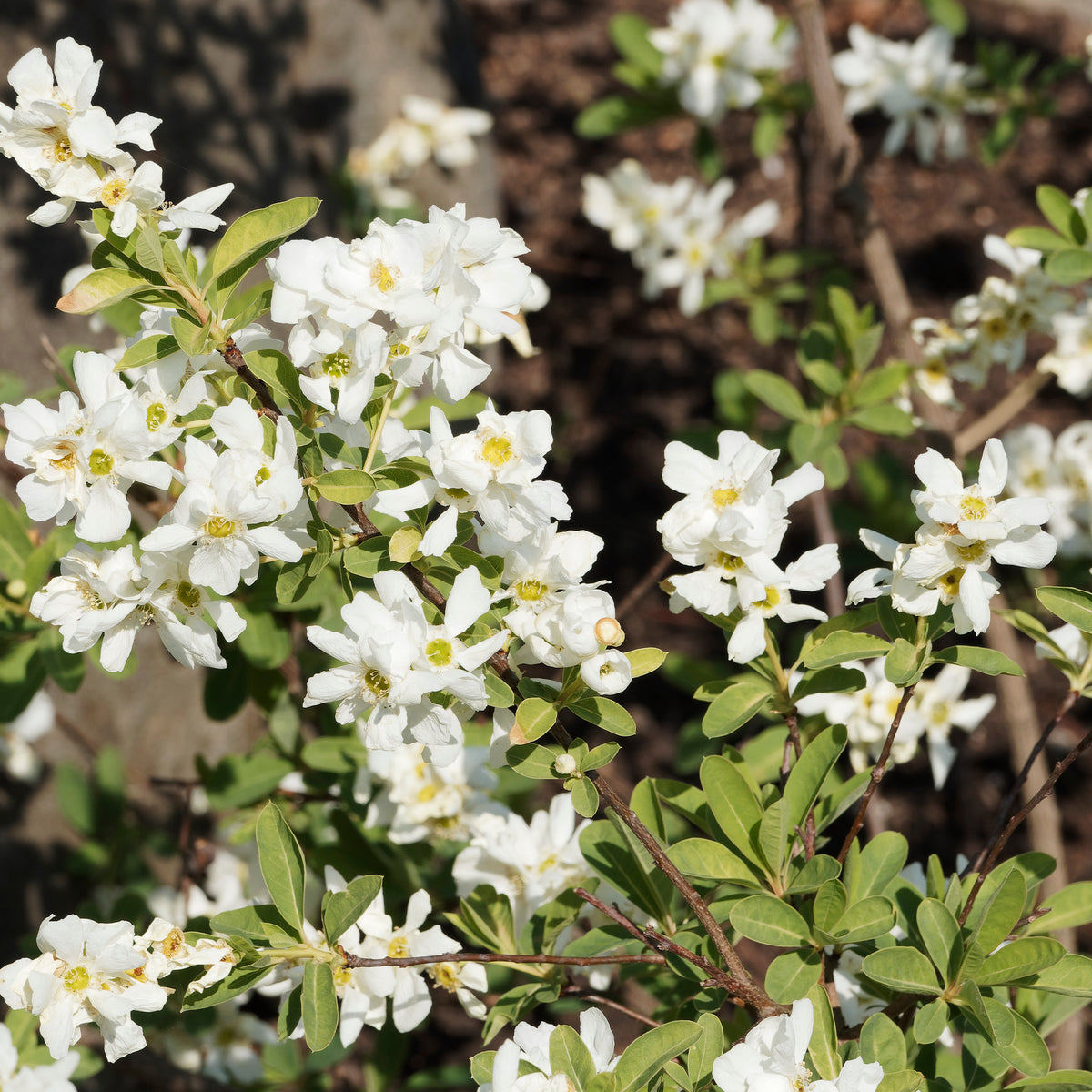 Prunkspiere - Willemse