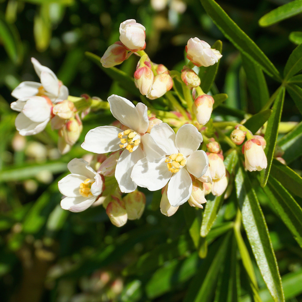 Orangenblume Aztec Pearl - Willemse