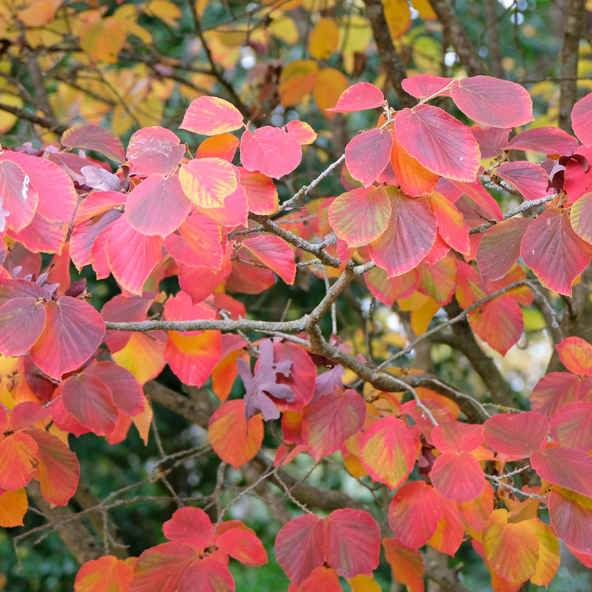 Zaubernuss ‘Sunburst’ - Hamamelis intermedia 'sunburst' - Willemse