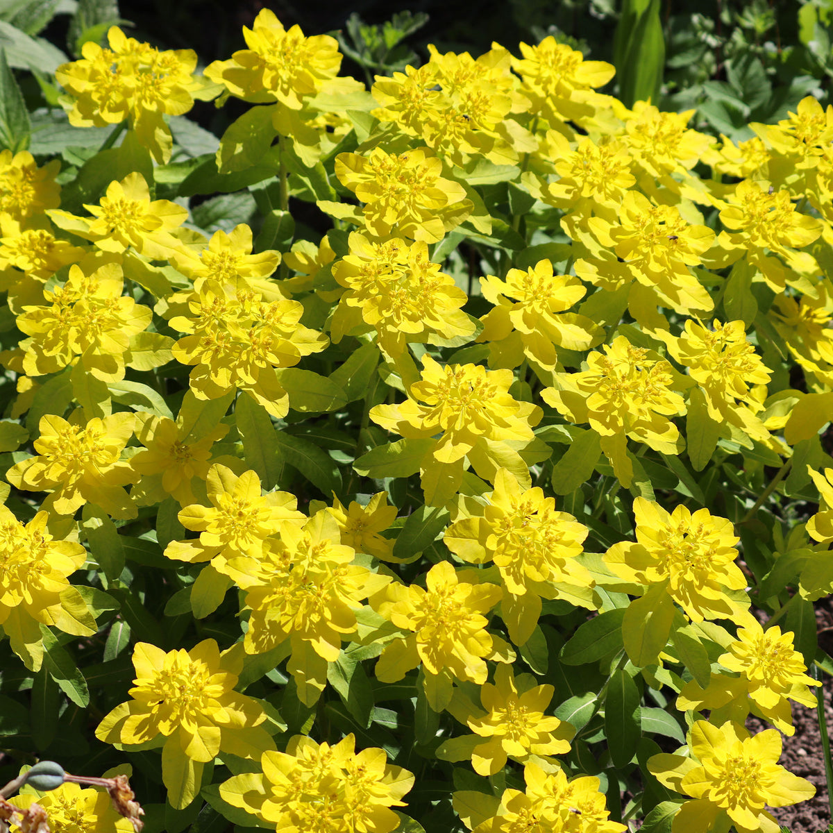 Gold-Wolfsmilch - Euphorbia polychroma - Willemse