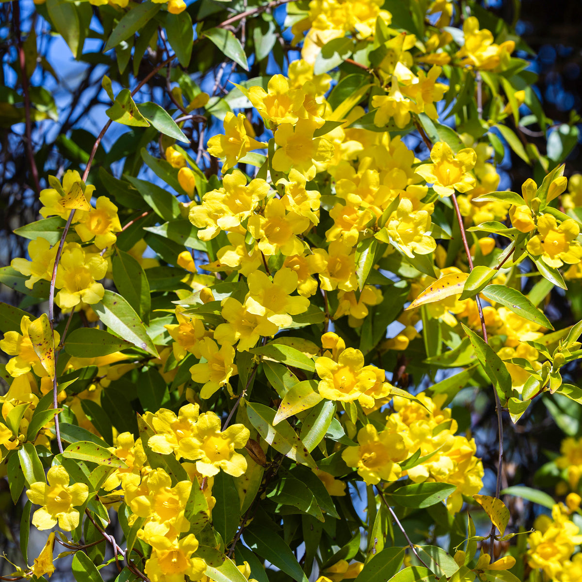 Carolina-Jasmin - Willemse