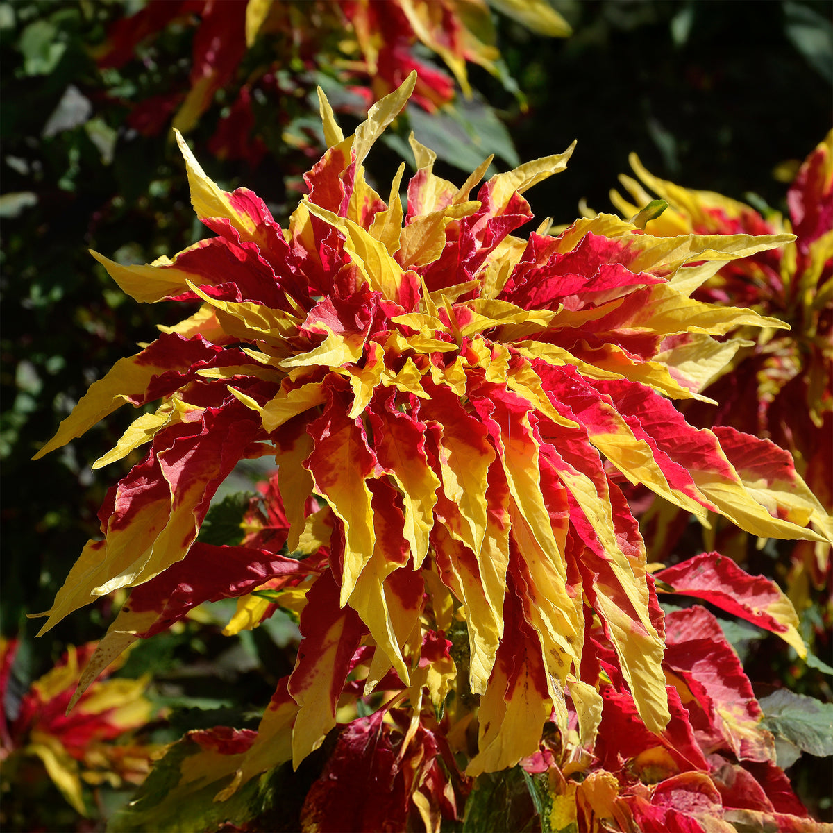 Essbare Amaranth 'Garden Select' - Willemse