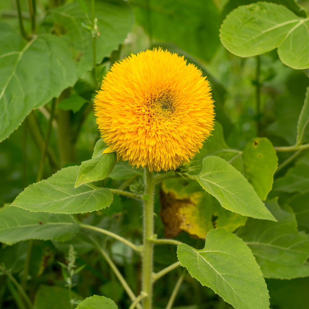 Sonnenblume Teddy Bear - Helianthus annuus teddy bear - Willemse