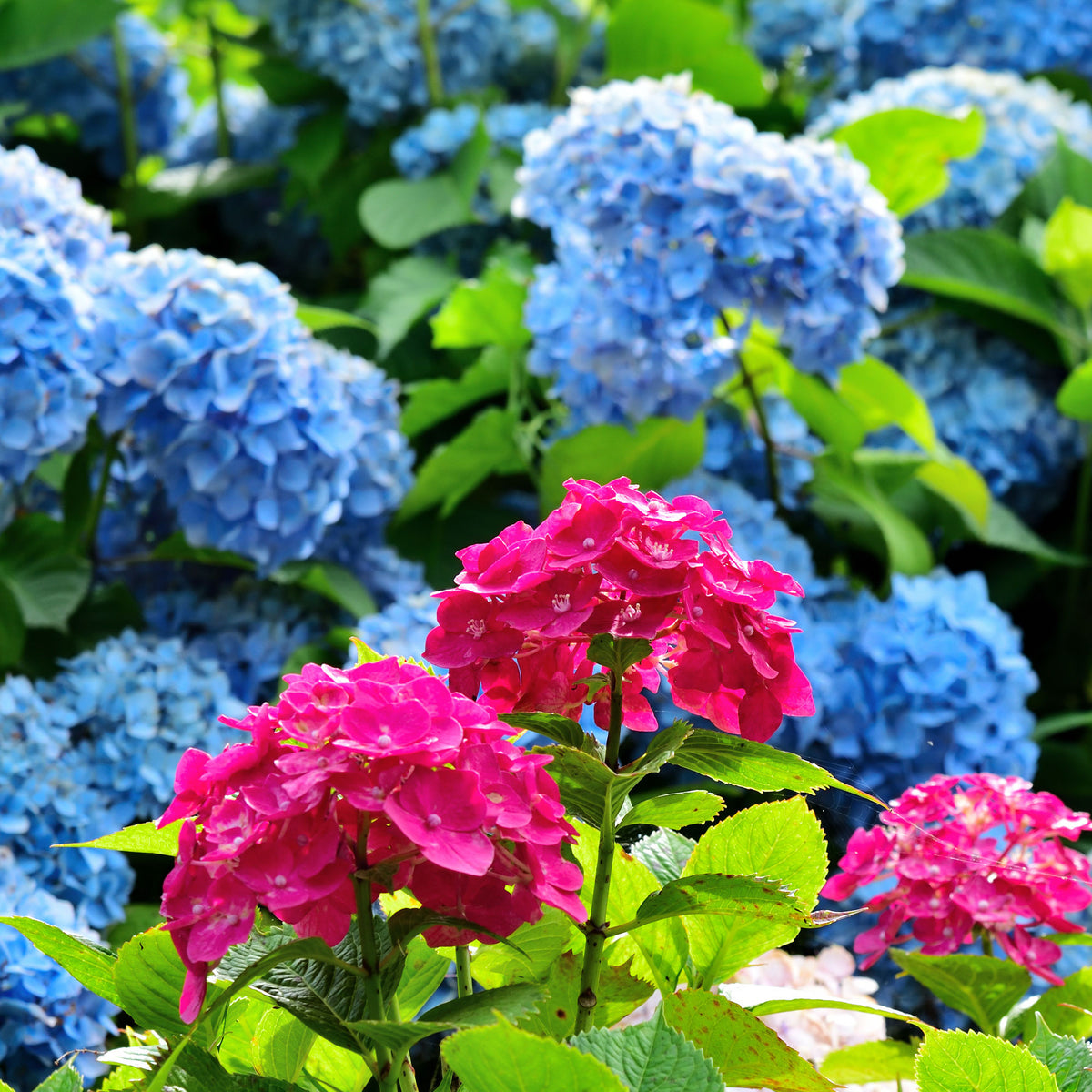 Hortensien-Kollektion rot & blau (x4) - Willemse