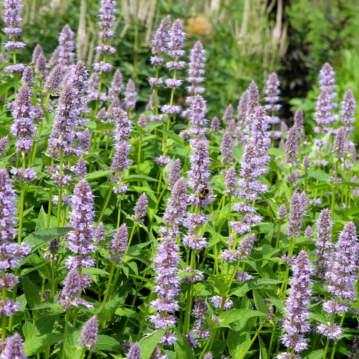 Anis-Duftnessel - Agastache foeniculum - Willemse